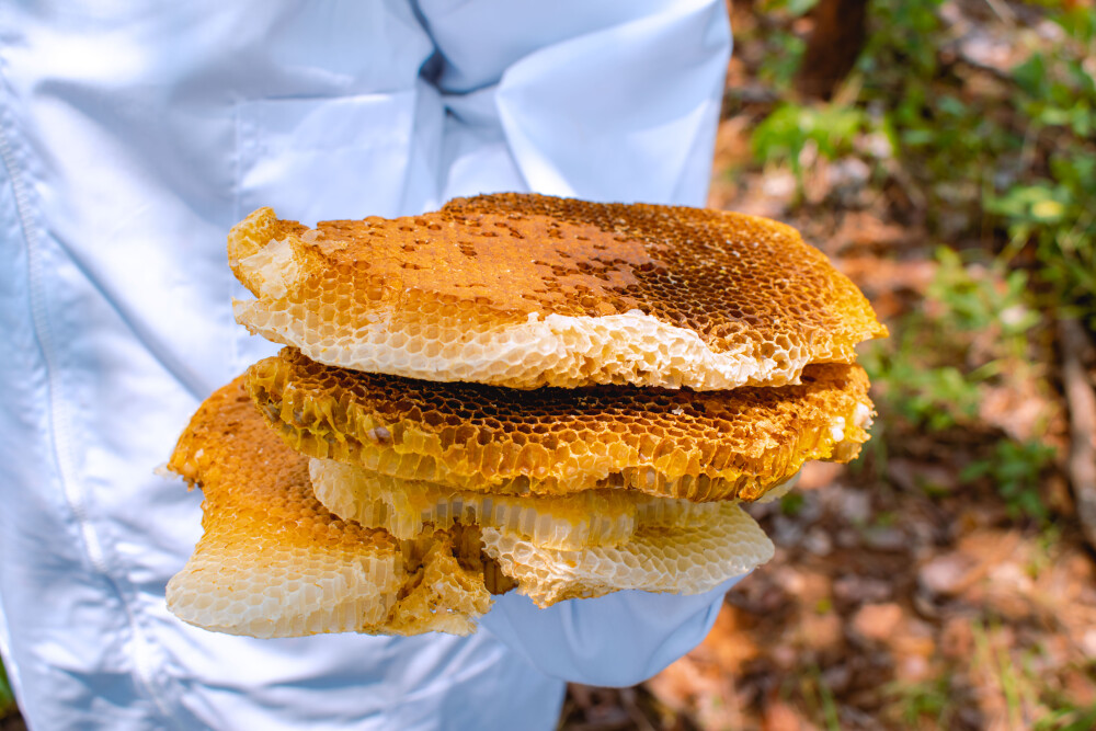 Honey "green export" project in Angola